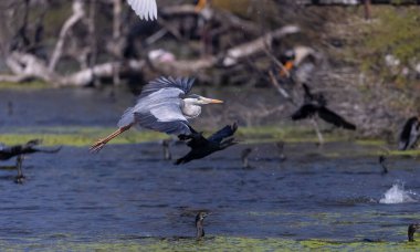Gri Heron (Ardea cinerea) 