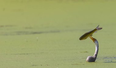 Doğulu darter (Anhinga melanogaster) ya da nehirde yılan kuşu avı.