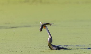 Doğulu darter (Anhinga melanogaster) ya da nehirde yılan kuşu avı.