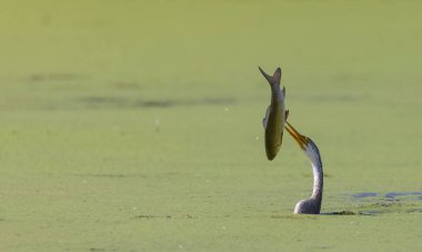 Doğulu darter (Anhinga melanogaster) ya da nehirde yılan kuşu avı.