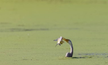 Doğulu darter (Anhinga melanogaster) ya da nehirde yılan kuşu avı.