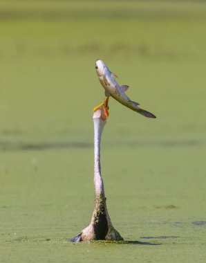 Doğulu darter (Anhinga melanogaster) ya da nehirde yılan kuşu avı.