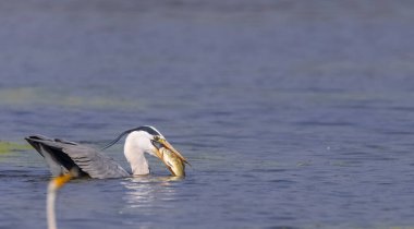 Gri Heron (Ardea cinerea) 