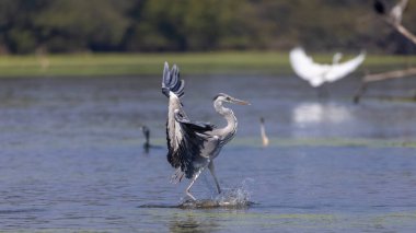 Doğulu darter (Anhinga melanogaster) ya da nehirde yılan kuşu avı.