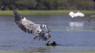 Gri Heron (Ardea cinerea) 