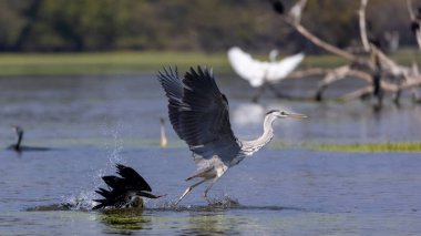 Doğulu darter (Anhinga melanogaster) ya da nehirde yılan kuşu avı.