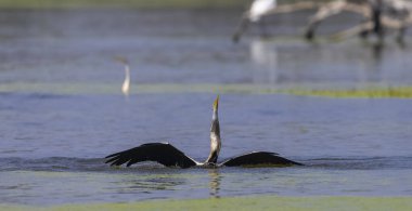 Doğulu darter (Anhinga melanogaster) ya da nehirde yılan kuşu avı.