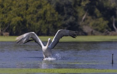 Orta balıkçıl (Ardea intermedia) ormandaki nehirde yiyecek için avlanıyor ve savaşıyor