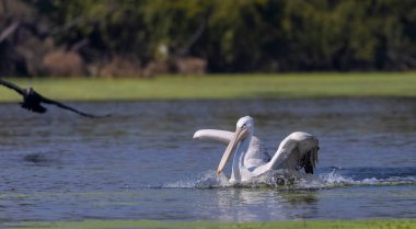 Orta balıkçıl (Ardea intermedia) ormandaki nehirde yiyecek için avlanıyor ve savaşıyor