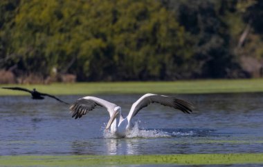 Orta balıkçıl (Ardea intermedia) ormandaki nehirde yiyecek için avlanıyor ve savaşıyor