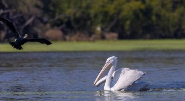 Orta balıkçıl (Ardea intermedia) ormandaki nehirde yiyecek için avlanıyor ve savaşıyor