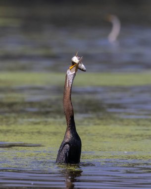 Doğulu darter (Anhinga melanogaster) ya da nehirde yılan kuşu avı.