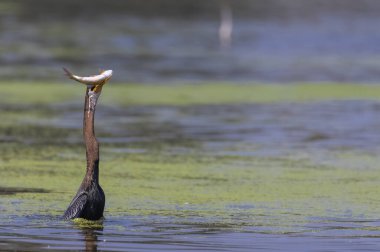 Doğulu darter (Anhinga melanogaster) ya da nehirde yılan kuşu avı.