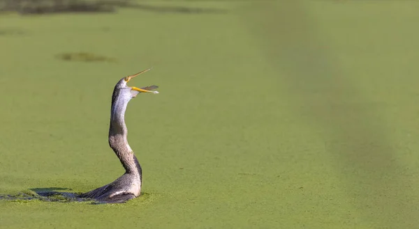 Dard Orient Anhinga Melanogaster Serpent Oiseau Pêchant Dans Rivière — Photo