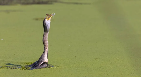 川でのオリエンタル ダルター アニンガ メラノガスター またはヘビの鳥釣り — ストック写真