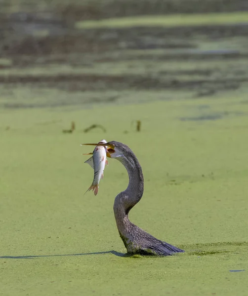 Darter Oriental Anhinga Melanogaster Ave Serpiente Pescando Río —  Fotos de Stock