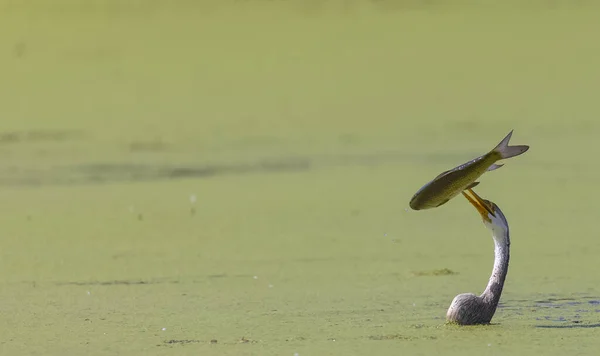 Ciemniejszy Orientalny Anhinga Melanogaster Lub Połowy Węży Rzece — Zdjęcie stockowe