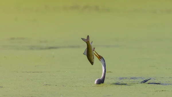 Darter Orientale Anhinga Melanogaster Serpente Uccello Pesca Nel Fiume — Foto Stock