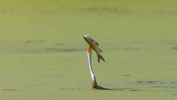 Dard Orient Anhinga Melanogaster Serpent Oiseau Pêchant Dans Rivière — Photo