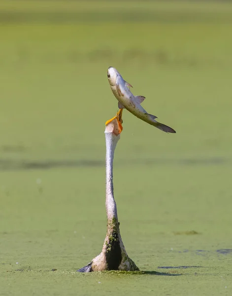 Oriental Darter Anhinga Melanogaster Snake Bird Fishing River — Stock Photo, Image