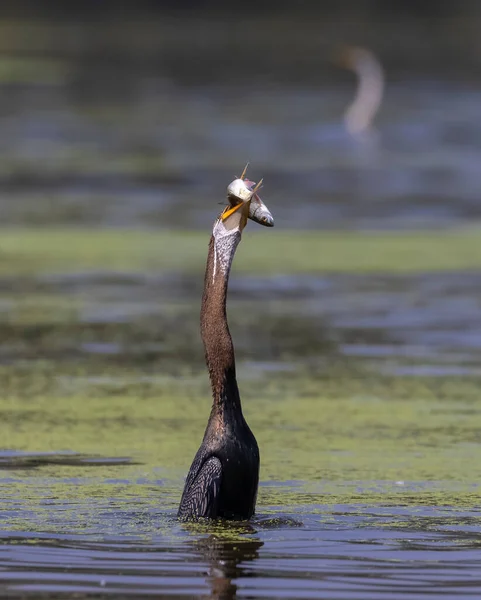 Oriental Darter Anhinga Melanogaster Snake Bird Fishing River — Stock Photo, Image