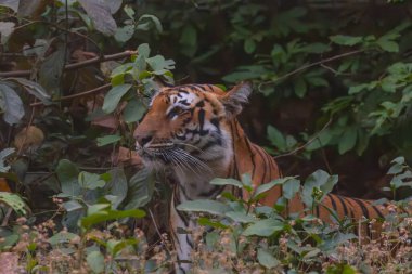 Dişi kaplan (Panthera tigris) Corbett kaplan rezervinin derin yeşil ormanında.
