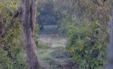 Dişi kaplan (Panthera tigris) Corbett kaplan rezervinin derin yeşil ormanında.