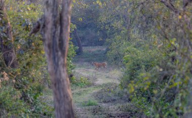 Dişi kaplan (Panthera tigris) Corbett kaplan rezervinin derin yeşil ormanında.