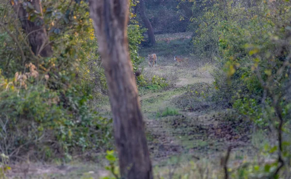 Tigresa Femenina Panthera Tigris Bosque Verde Profundo Reserva Tigre Corbett — Foto de Stock
