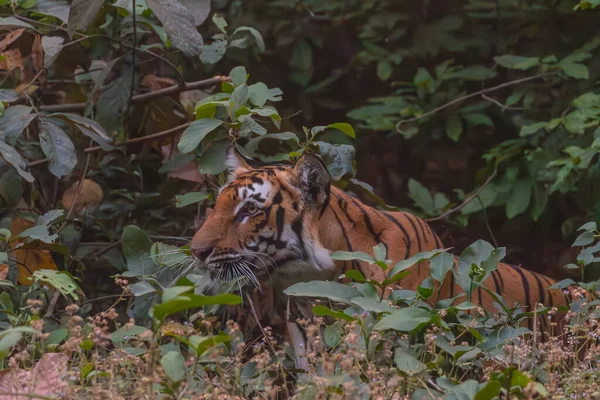 Female Tigress Panthera Tigris Deep Green Forest Corbett Tiger Reserve — Stock Photo, Image