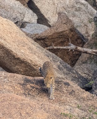 Aravalli tepelerinde duran leopar (Panthera pardus). Leopar yüzüne odaklan.