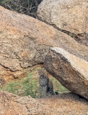 Aravalli tepelerinde duran leopar (Panthera pardus). Leopar yüzüne odaklan.