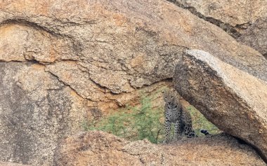Aravalli tepelerinde duran leopar (Panthera pardus). Leopar yüzüne odaklan.