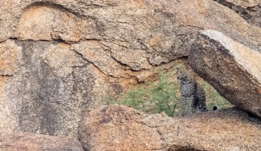 Aravalli tepelerinde duran leopar (Panthera pardus). Leopar yüzüne odaklan.