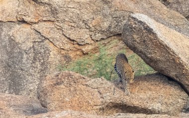 Aravalli tepelerinde duran leopar (Panthera pardus). Leopar yüzüne odaklan.