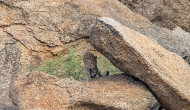 Aravalli tepelerinde duran leopar (Panthera pardus). Leopar yüzüne odaklan.