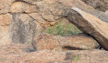 Aravalli tepelerinde duran leopar (Panthera pardus). Leopar yüzüne odaklan.