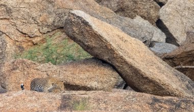 Aravalli tepelerinde duran leopar (Panthera pardus). Leopar yüzüne odaklan.