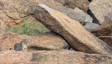 Aravalli tepelerinde duran leopar (Panthera pardus). Leopar yüzüne odaklan.