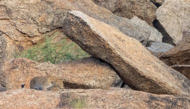 Aravalli tepelerinde duran leopar (Panthera pardus). Leopar yüzüne odaklan.