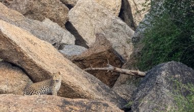 Aravalli tepelerinde duran leopar (Panthera pardus). Leopar yüzüne odaklan.