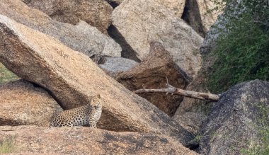 Aravalli tepelerinde duran leopar (Panthera pardus). Leopar yüzüne odaklan.
