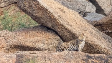 Aravalli tepelerinde duran leopar (Panthera pardus). Leopar yüzüne odaklan.