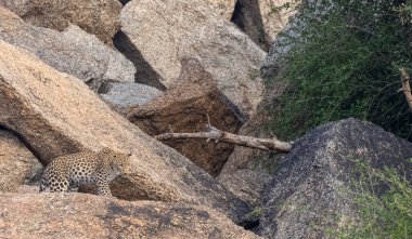 Aravalli tepelerinde duran leopar (Panthera pardus). Leopar yüzüne odaklan.
