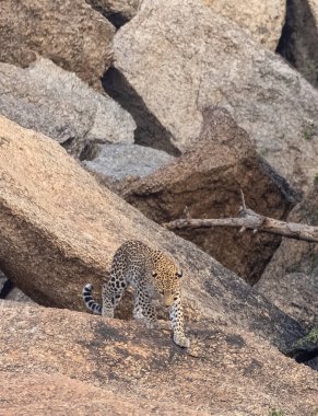 Aravalli tepelerinde duran leopar (Panthera pardus). Leopar yüzüne odaklan.