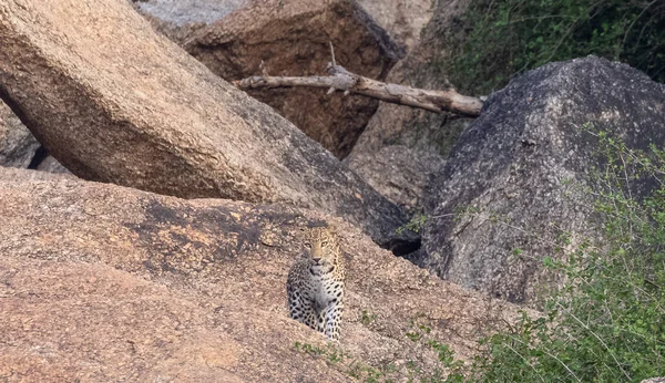 Aravalli tepelerinde duran leopar (Panthera pardus). Leopar yüzüne odaklan.
