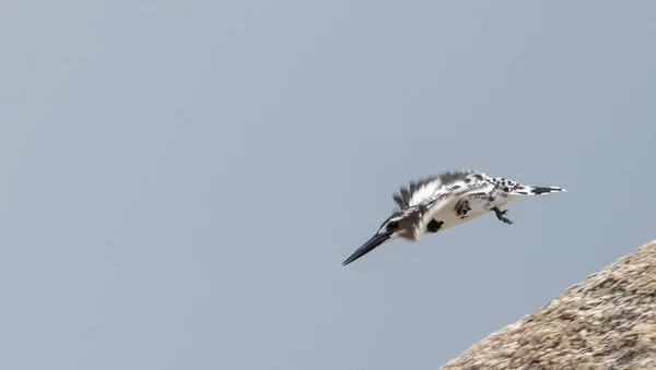 Pied Kingfisher Ceryle Rudis Ave Vuelo —  Fotos de Stock