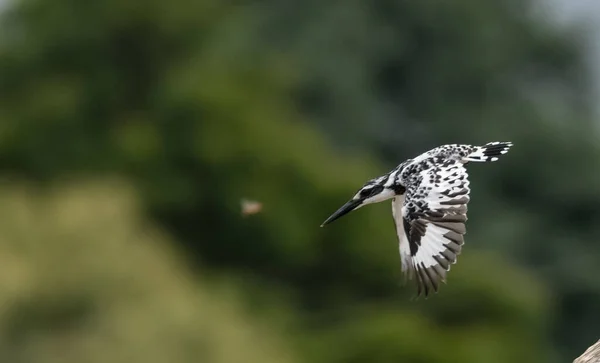 Pied Kingfisher Ceryle Rudis Fågel Flygning — Stockfoto