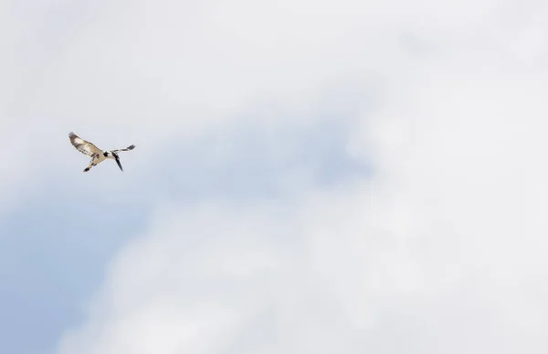 Pied Kingfisher Ceryle Rudis Madár Repülés Közben — Stock Fotó