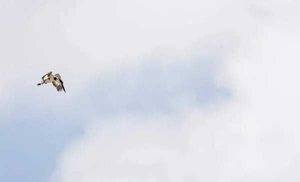 Pied Kingfisher Ceryle Rudis Oiseau Vol — Photo
